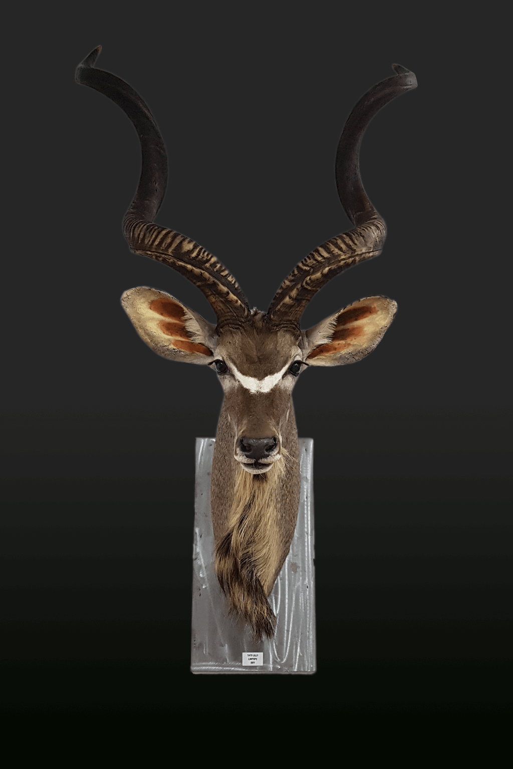 Kudu Africano 2